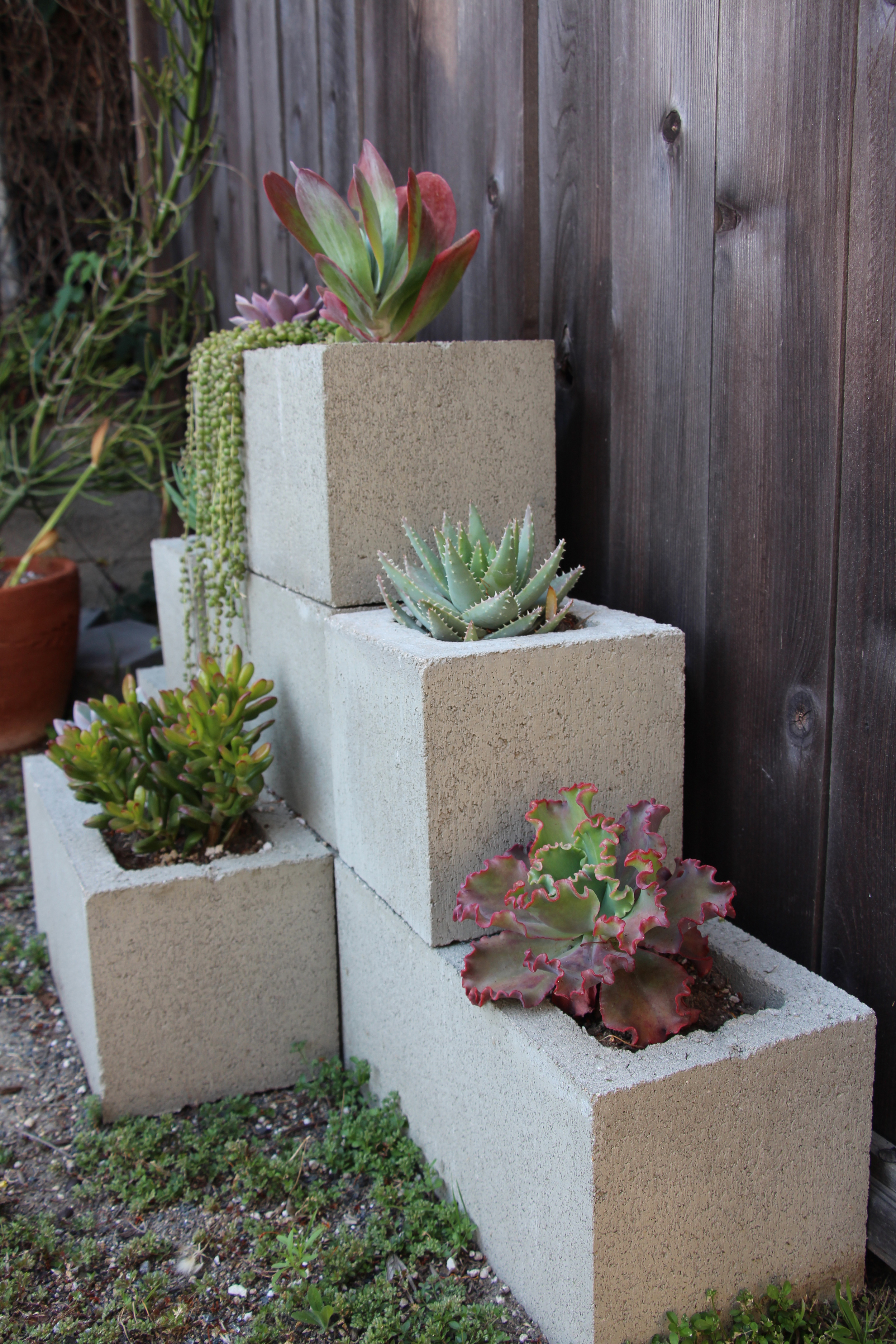 cinderblock-seaside-succulents-a-garden-tour-needlesandleaves_net.jpg